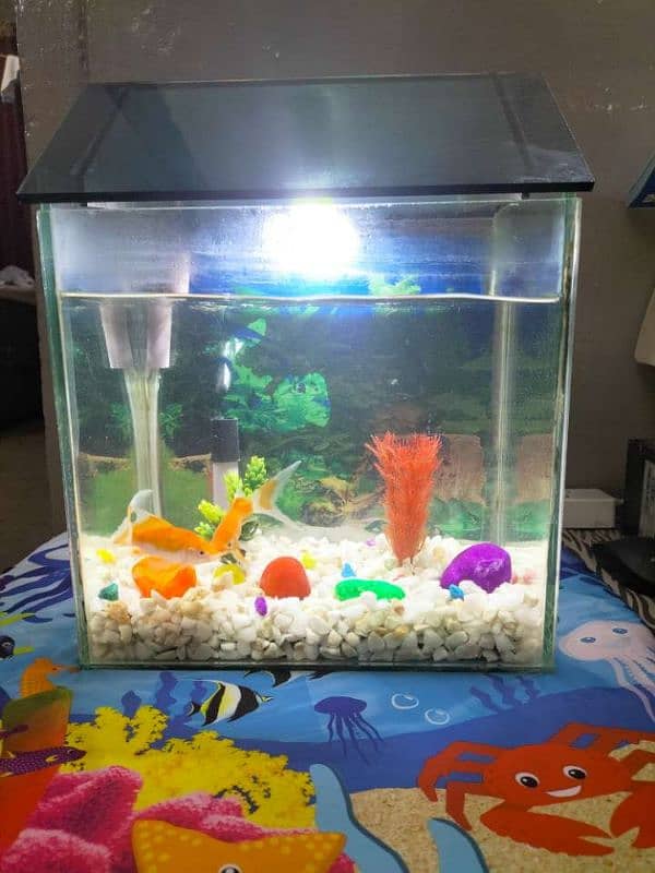 small fish aquarium with two gold fishes,water pump and blue led light 10