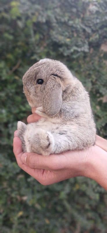 Holland lop bunnies/punch face 0