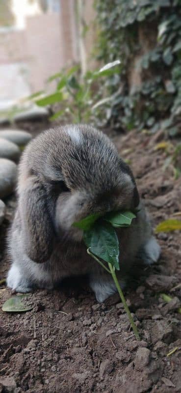 Holland lop bunnies/punch face 2