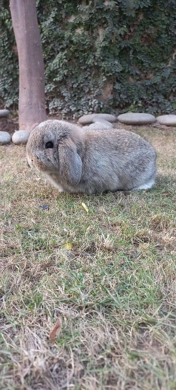 Holland lop bunnies/punch face 6