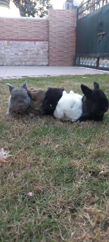 Holland lop bunnies/punch face 8