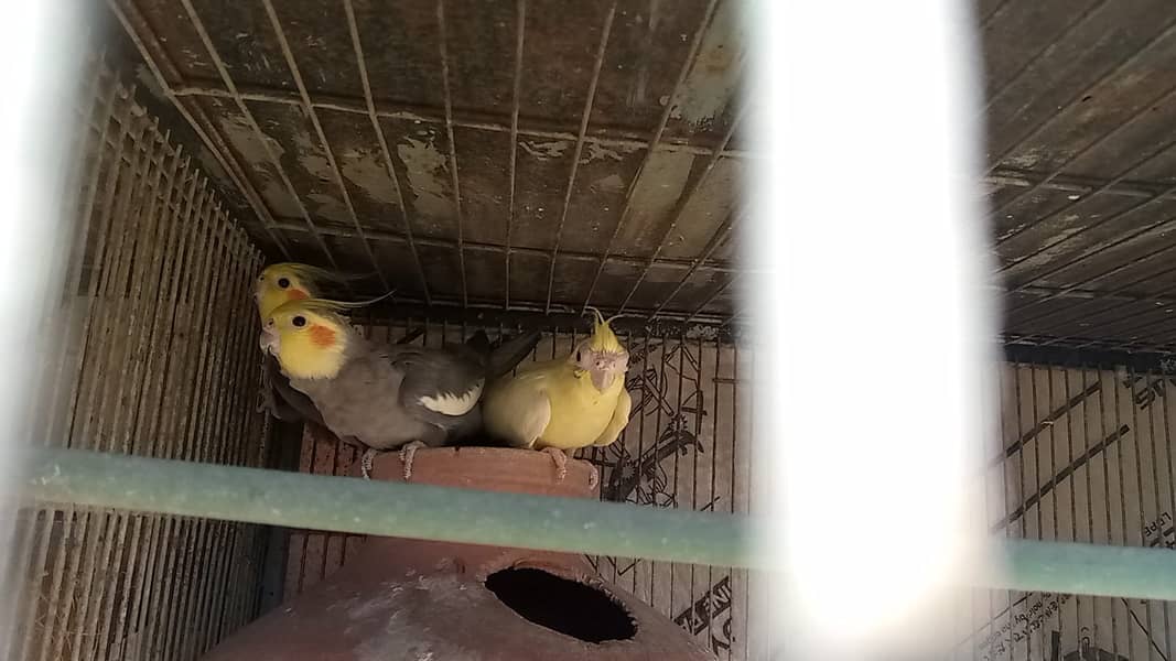 grey coctail pair & cream female cream pearl male pair 0