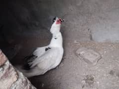 Pied Muscovy Duck Fertile Eggs  , Exchange also possible