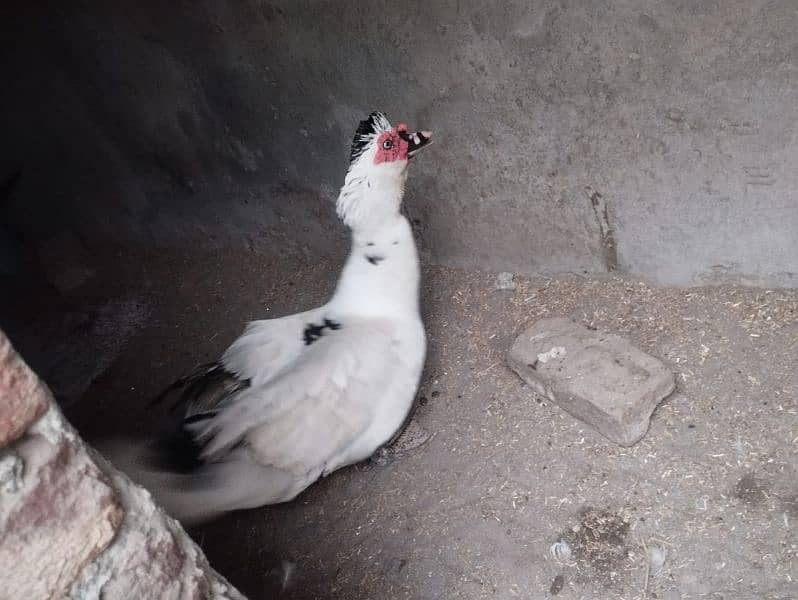 Pied Muscovy Duck Fertile Eggs 0