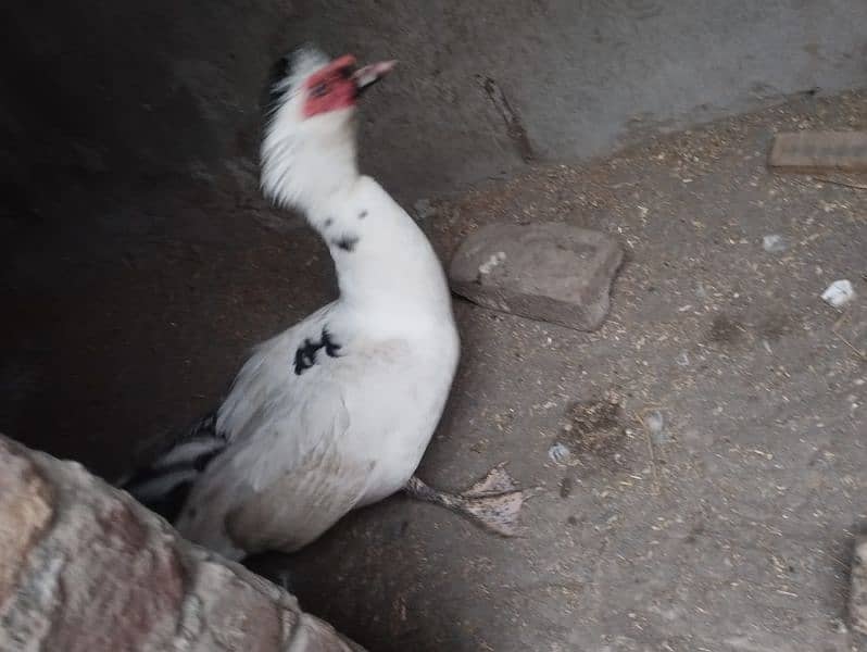 Pied Muscovy Duck Fertile Eggs 1