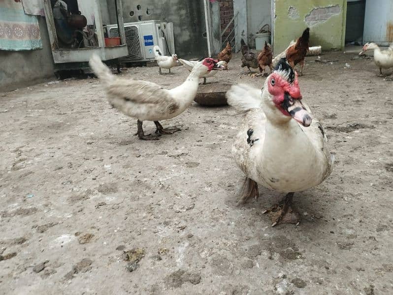 Pied Muscovy Duck Fertile Eggs 2