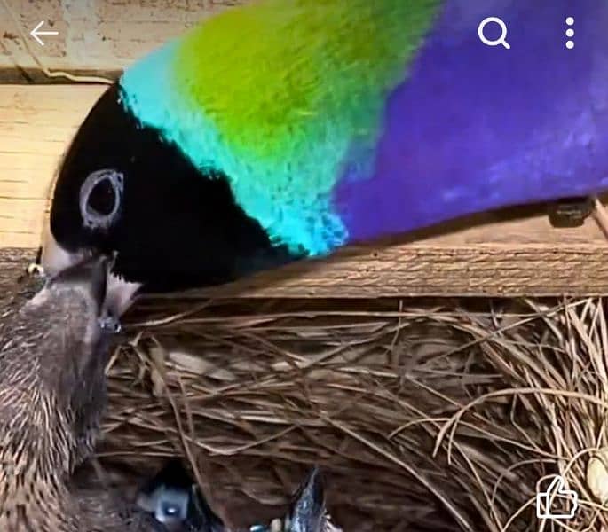 Lady Gouldian Breeding Pair 5