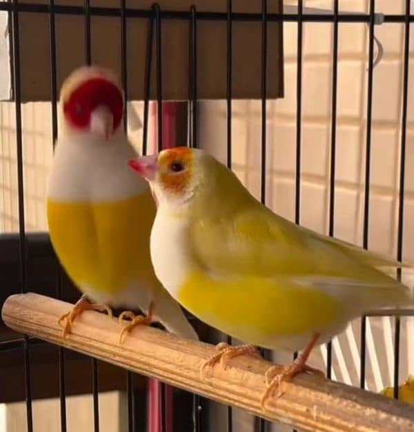 Lady Gouldian Breeding Pair 7