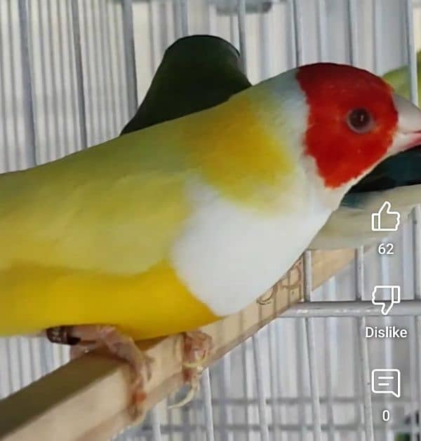 Lady Gouldian Breeding Pair 8