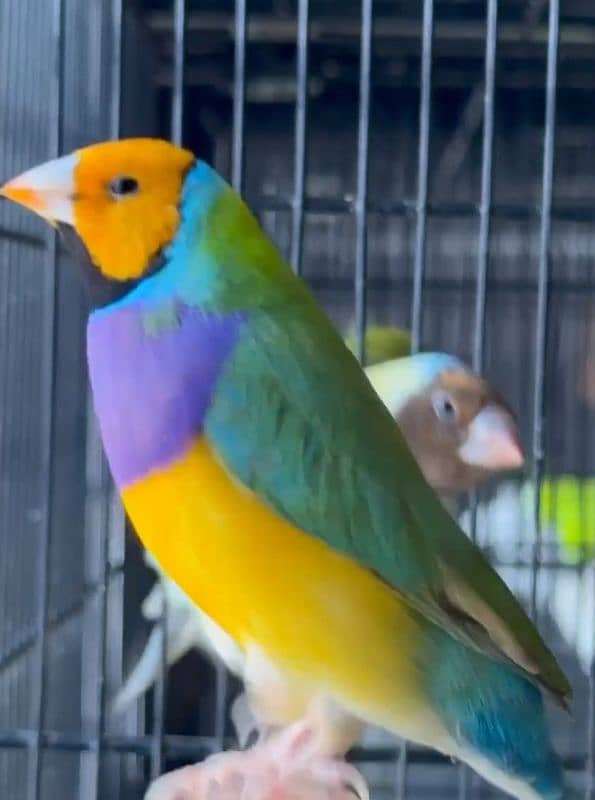 Lady Gouldian Breeding Pair 9