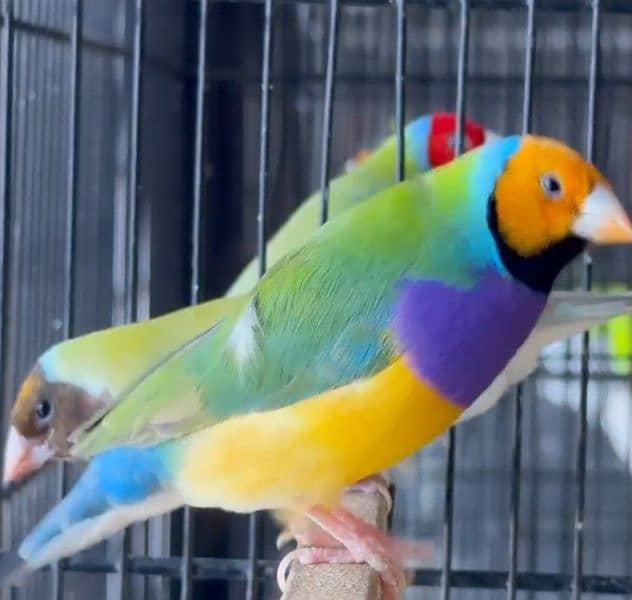 Lady Gouldian Breeding Pair 10