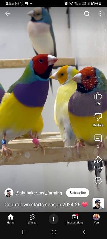 Lady Gouldian Breeding Pair 11