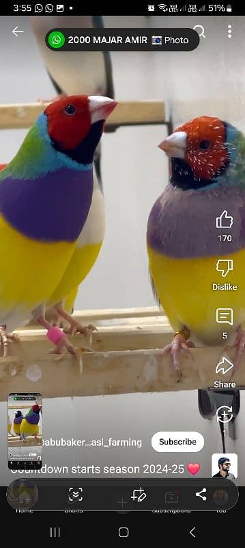 Lady Gouldian Breeding Pair 12