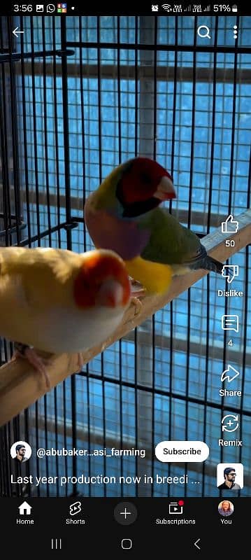 Lady Gouldian Breeding Pair 14