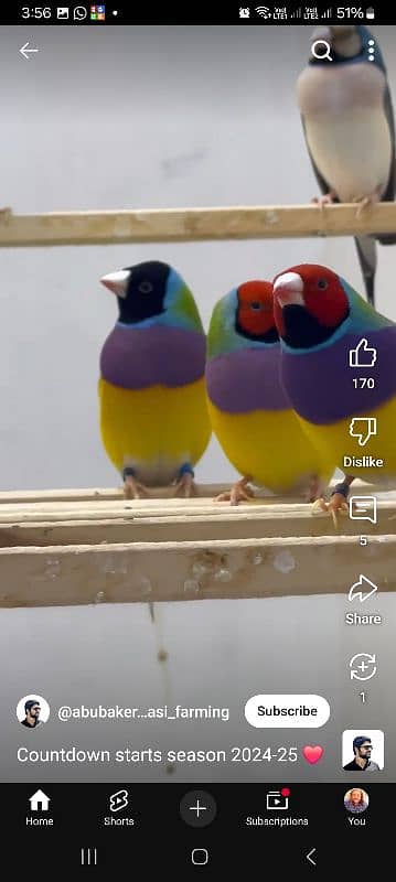 Lady Gouldian Breeding Pair 15