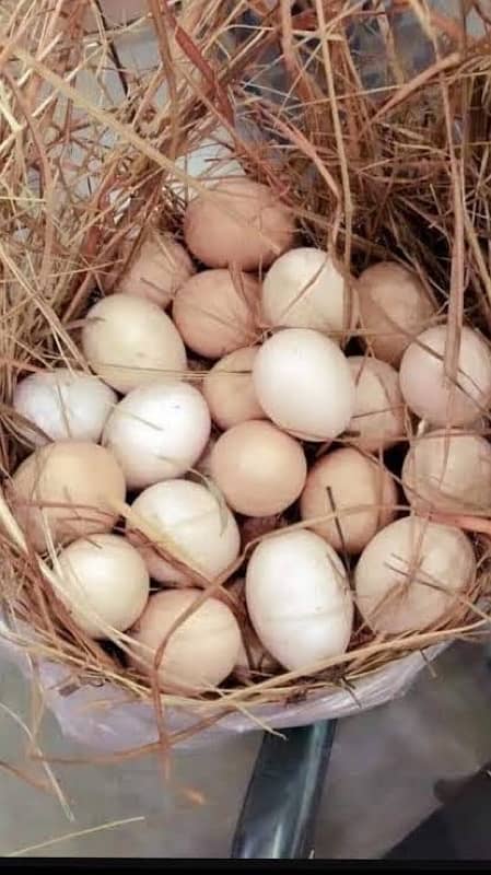 Desi/Golden Eggs for sale. 1