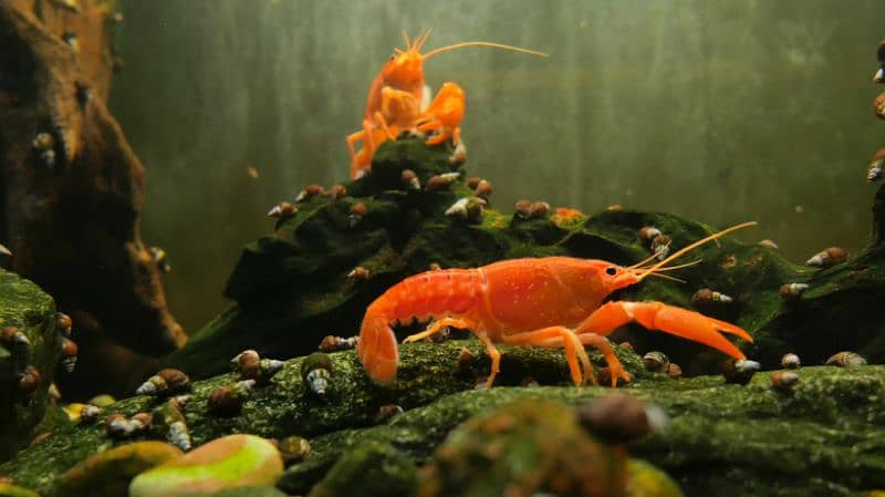 Maryblood shrimp, Crayfish, Snail, betta 2