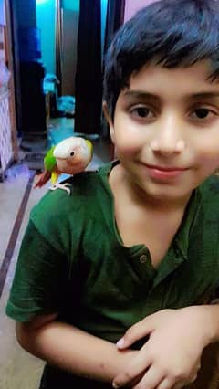 conure