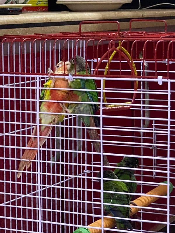 conure 2 Pair 10 months   01 Pise pineapple& 3 Pise Red 3