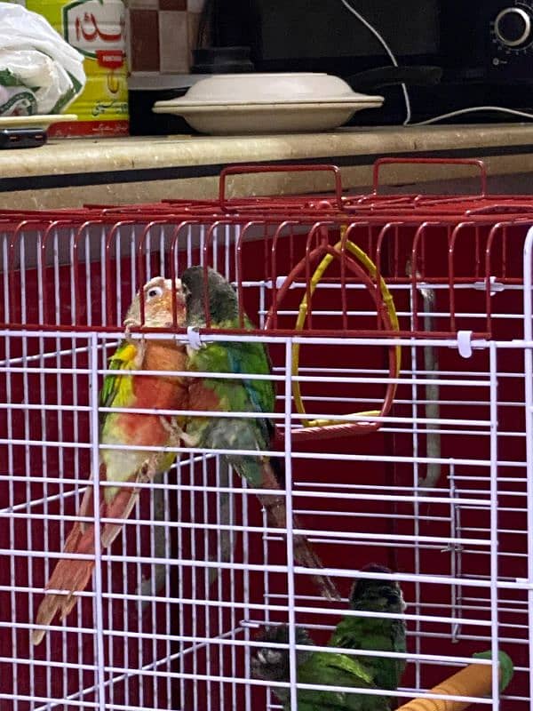 conure 2 Pair 10 months   01 Pise pineapple& 3 Pise Red 4