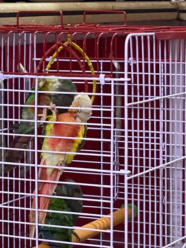 conure 2 Pair 10 months   01 Pise pineapple& 3 Pise Red 5