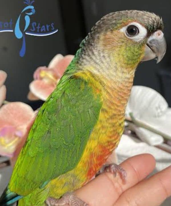 conure 2 Pair 10 months   01 Pise pineapple& 3 Pise Red 6