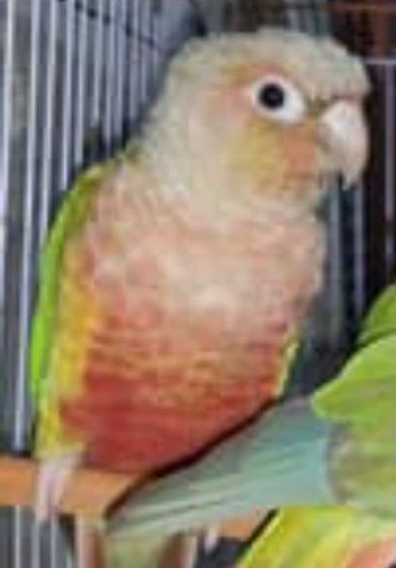 conure 2 Pair 10 months   01 Pise pineapple& 3 Pise Red 7