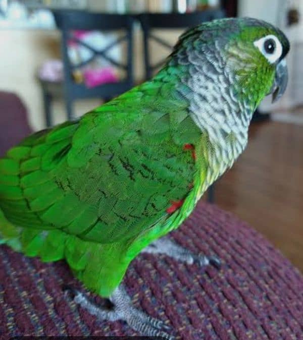 conure 2 Pair 10 months   01 Pise pineapple& 3 Pise Red 8