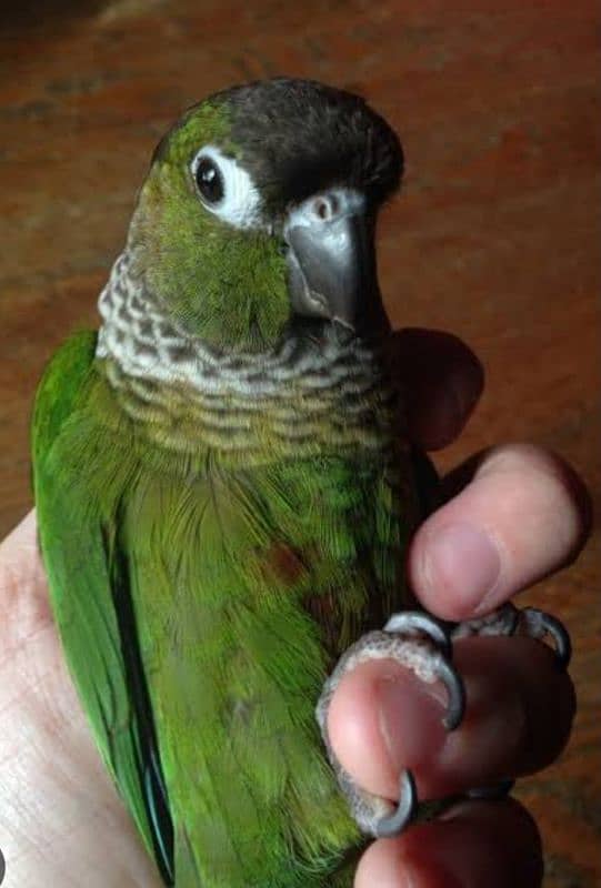 conure 2 Pair 10 months   01 Pise pineapple& 3 Pise Red 9