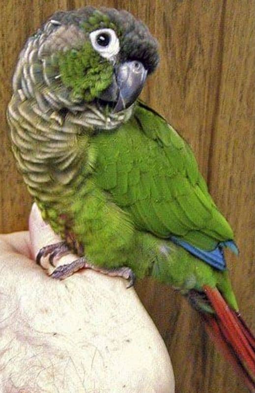 conure 2 Pair 10 months   01 Pise pineapple& 3 Pise Red 10