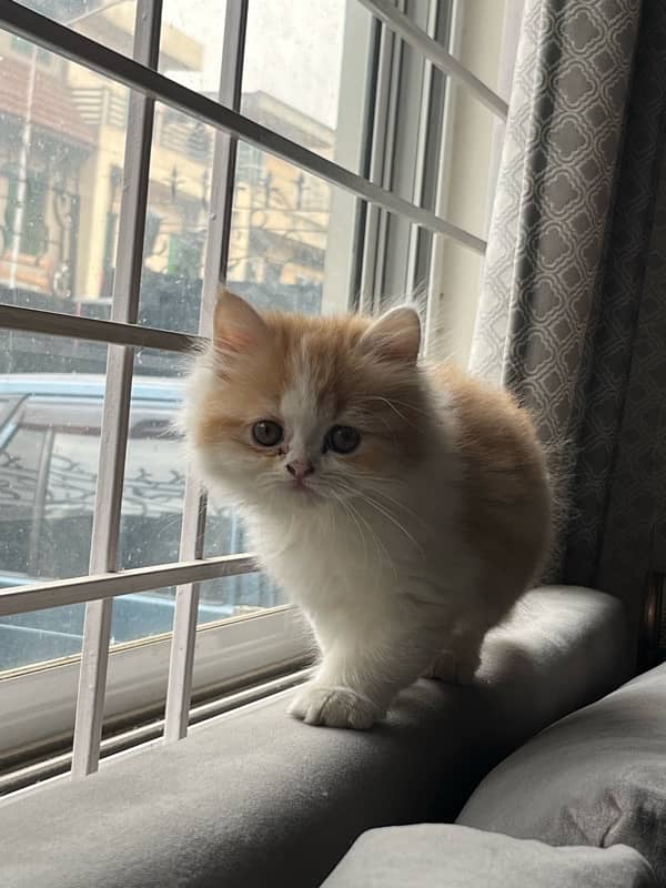 Persian Punched Face Male kitten for sale 0