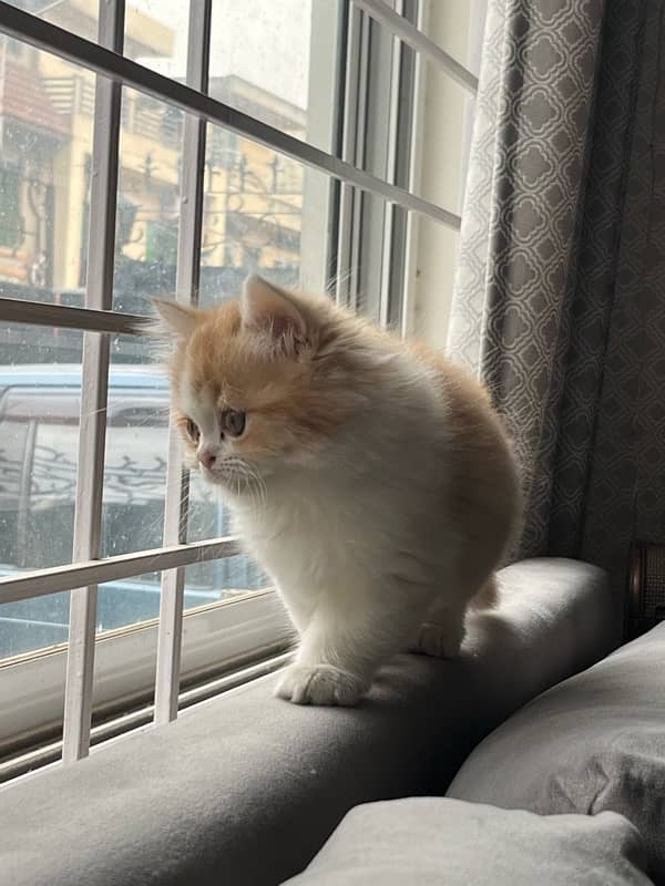 Persian Punched Face Male kitten for sale 1