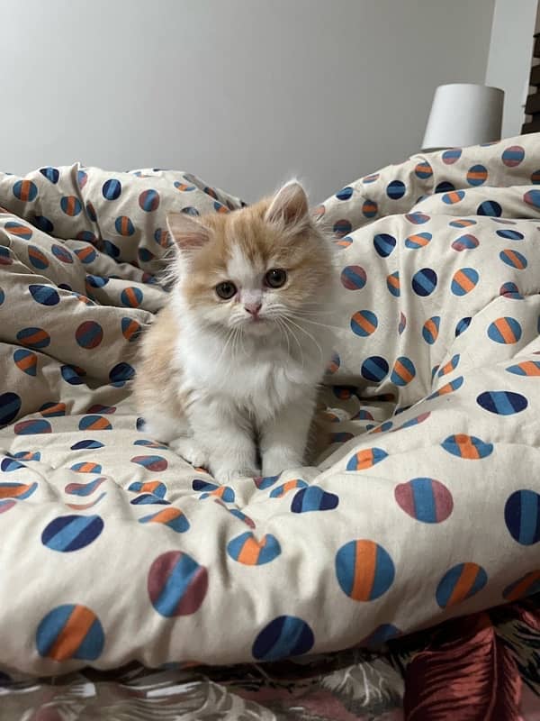 Persian Punched Face Male kitten for sale 3