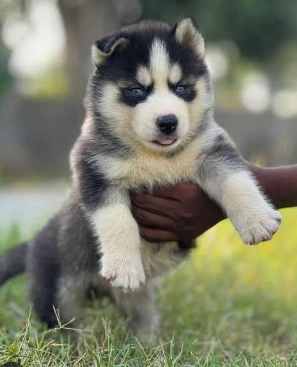 Husky puppies 0