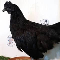 ayam cemani young fresh breeders for sale