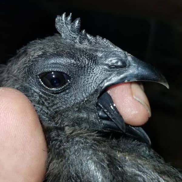 ayam cemani young fresh breeders for sale 1