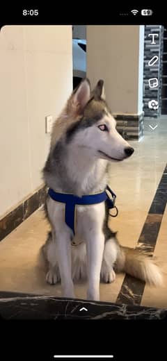 Husky