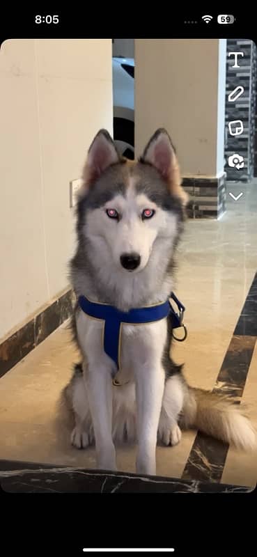 Husky for sale 1