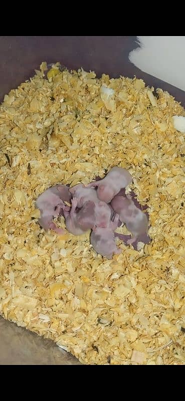 Hamster other animals for sale different types of 5