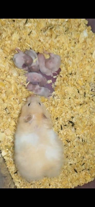 Hamster other animals for sale different types of 6