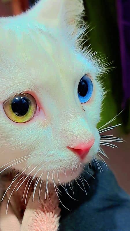 Rare Dual Colour Eyes Cat 0