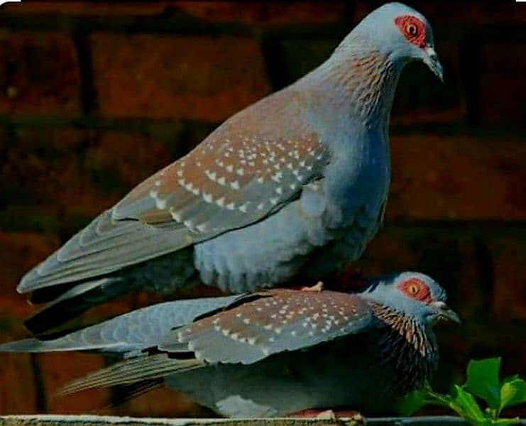 African  Dove  Breeder  Pairs  For Sale   افریکن  ڈوو بریڈر جوڑے 0