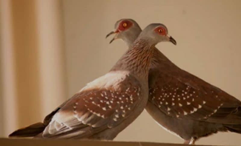 African  Dove  Breeder  Pairs  For Sale   افریکن  ڈوو بریڈر جوڑے 3