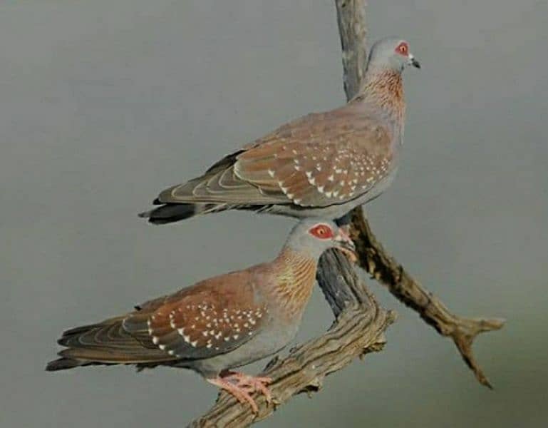 African  Dove  Breeder  Pairs  For Sale   افریکن  ڈوو بریڈر جوڑے 4