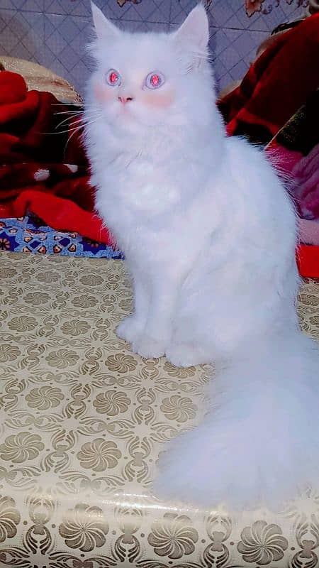 persian cat 0