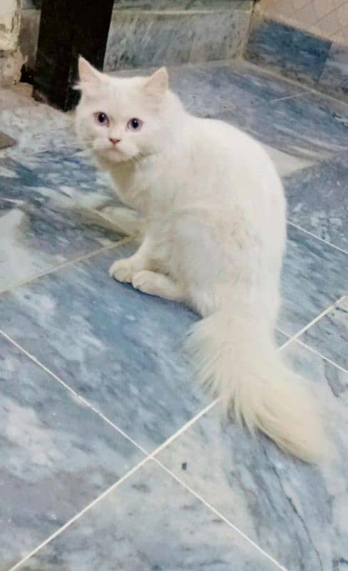 persian cat 1