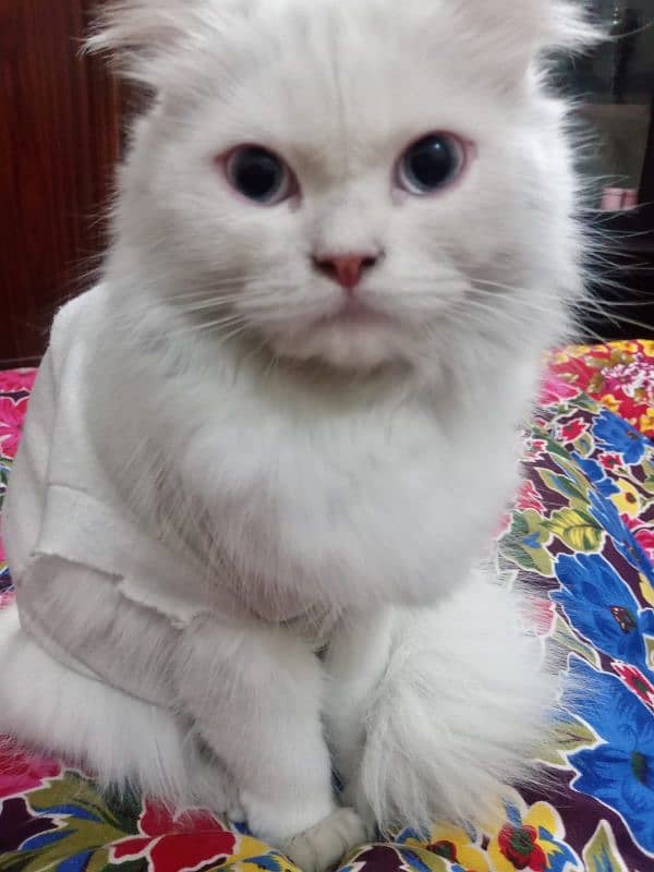 persian cat 2