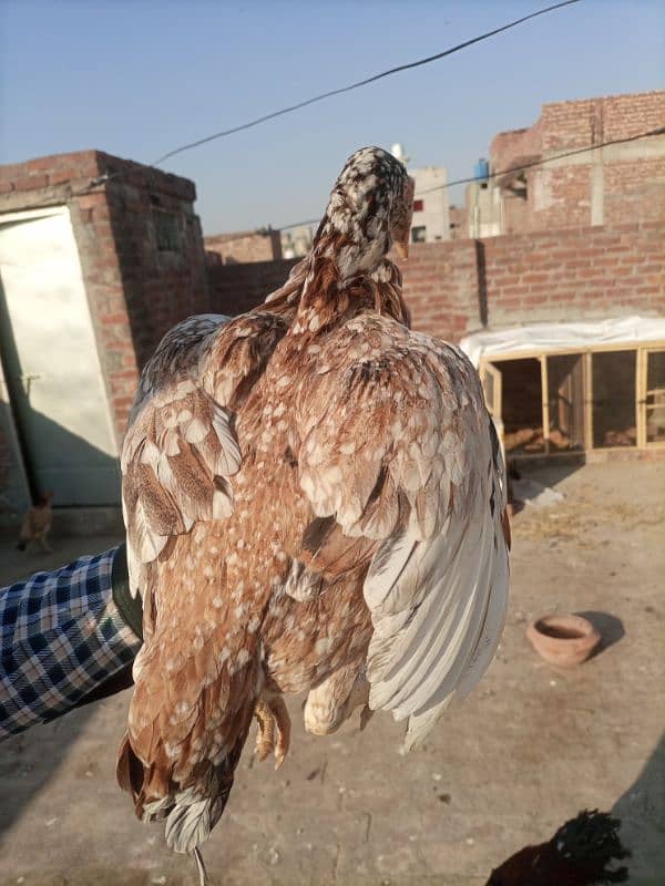 sindhi aseel. . . good breed. . healthy and active. . urgent sale 0