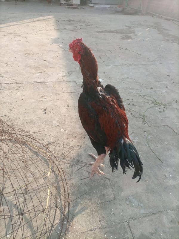 sindhi aseel. . . good breed. . healthy and active. . urgent sale 3