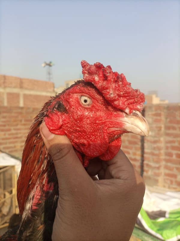 sindhi aseel. . . good breed. . healthy and active. . urgent sale 4